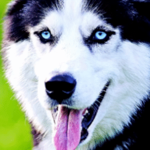 Profile photo of Stella-K