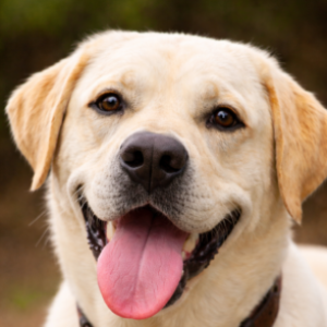 Profile photo of rb-ll