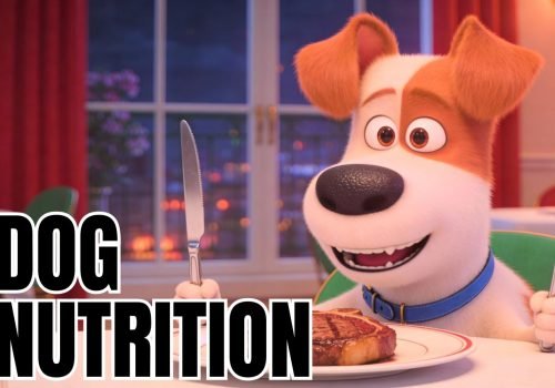 Academy-dog-nutrition