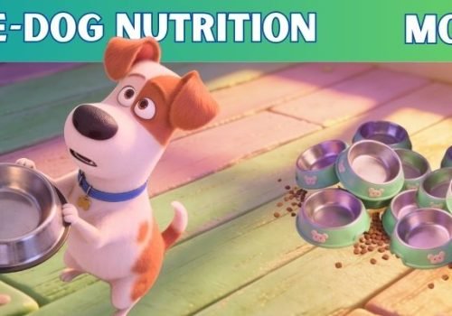 Dog Nutrition