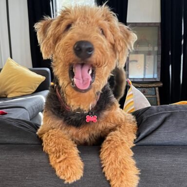 Group logo of Airedale Group