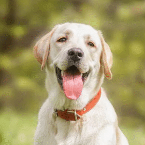 Group logo of Labradors