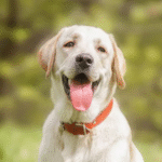 Group logo of Labradors