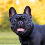 Group logo of French Bulldog